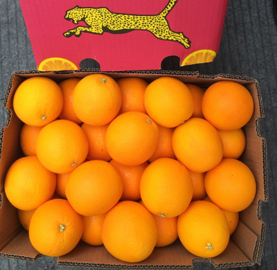 供]大量批发供应一手货源进口水果南非酸橙电商网红网红餐饮- 农产品信息网