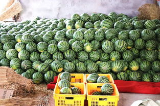 下一站,泸州水果批发市场