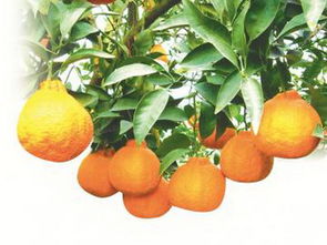 中国果业网 丹棱桔橙 全省首个国家级地标样板