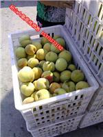 安徽水果产品|安徽水果产品价格|安徽水果产品报价|安徽水果产品批发